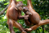 orangutans 