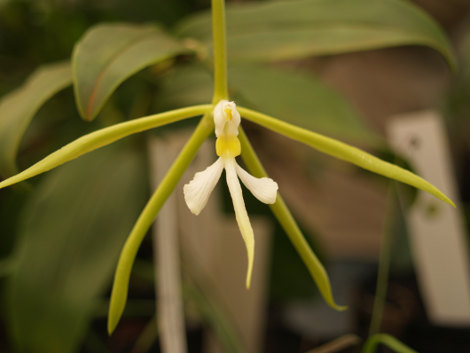 Amazon orchid