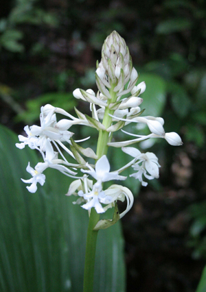 picture of white orchid