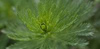 invasive plants thumbnail link