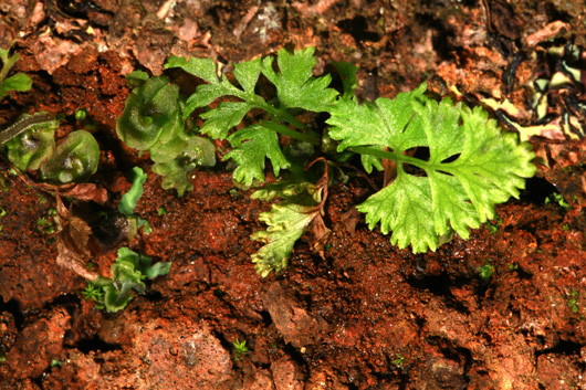close up of small fern growing on dark rock