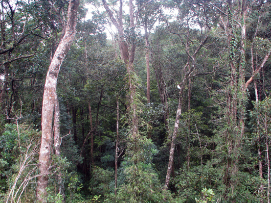 Forest of Gymnostomma sumatrana
