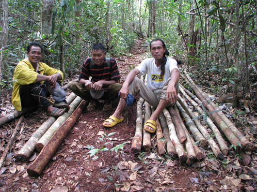 men in forest with logs