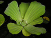 large leaved plant floating on water