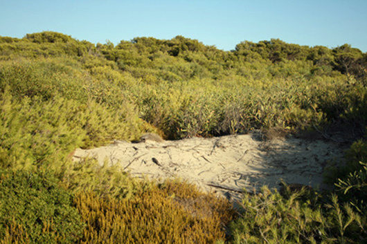 Dune system covered in Acacia plants