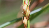 close up of starved wood-sedge thumbnail