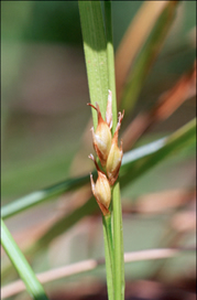 close up of starved wood-sedge