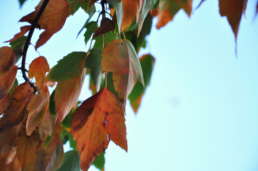 leaves turning colour from green to brown