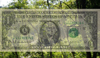 rainforest and dollar bill