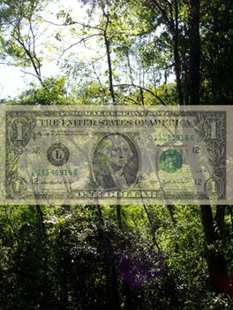 rainforest and dollar bill 