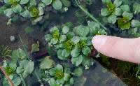 water primrose