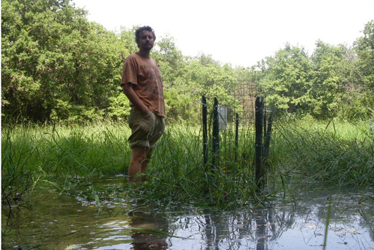 Man standing in marshland monitoring the sedge plants