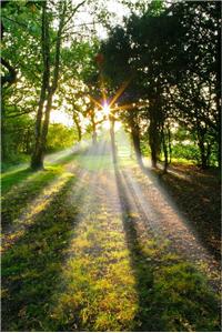 light shining through trees in british woodland
